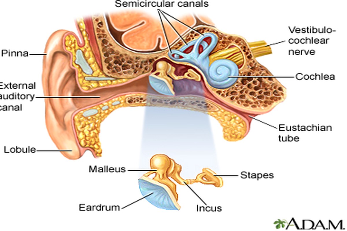 Ear health illustration for Ear Pressure