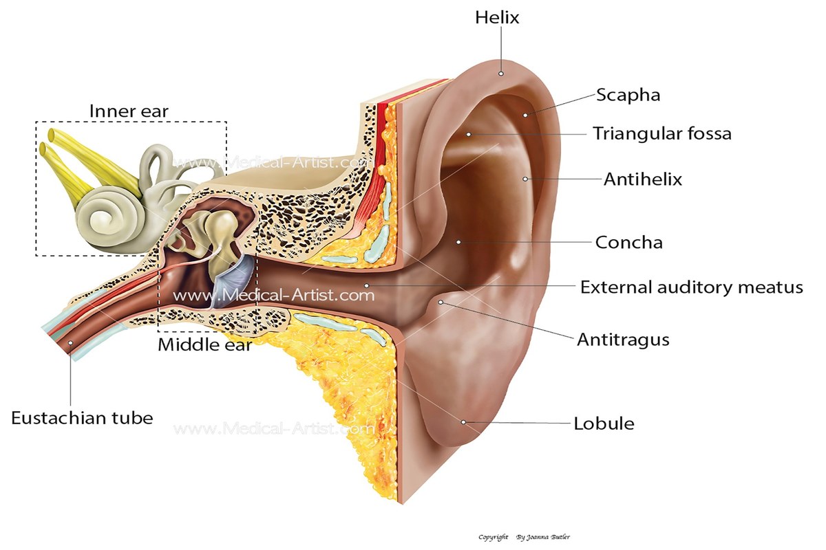 Ear health illustration for Ear Infection Signs