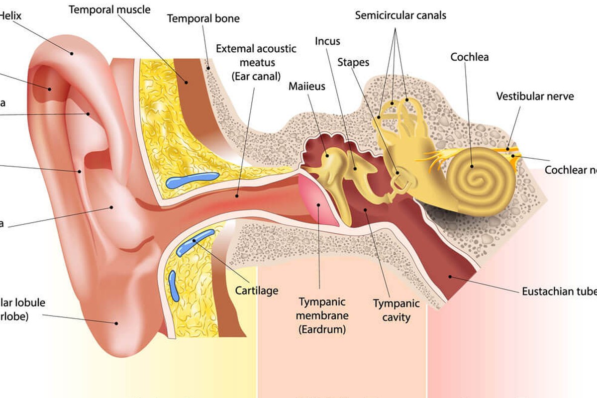 Ear health illustration for Ear Pain At Night