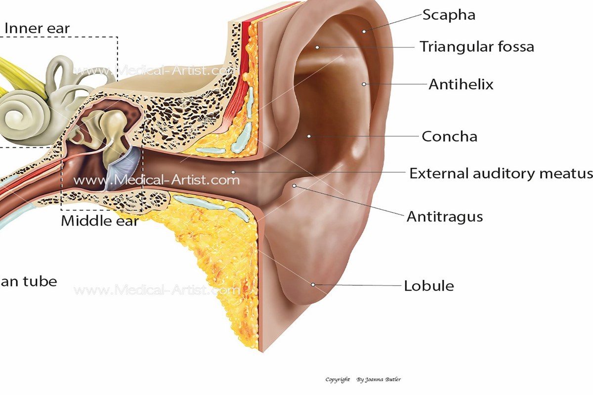 Ear health illustration for Earwax And Earache