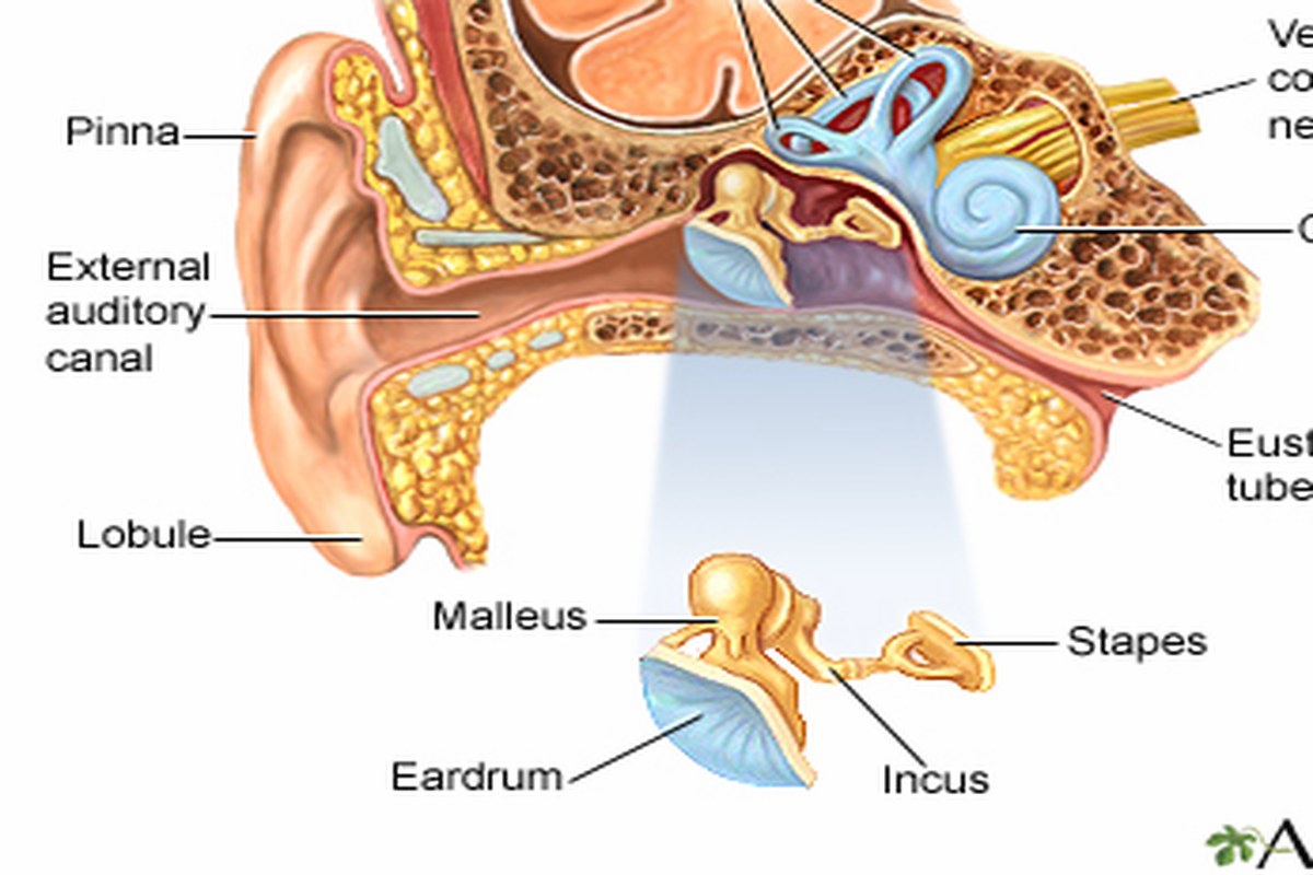 Ear health illustration for One Sided Ear Pain