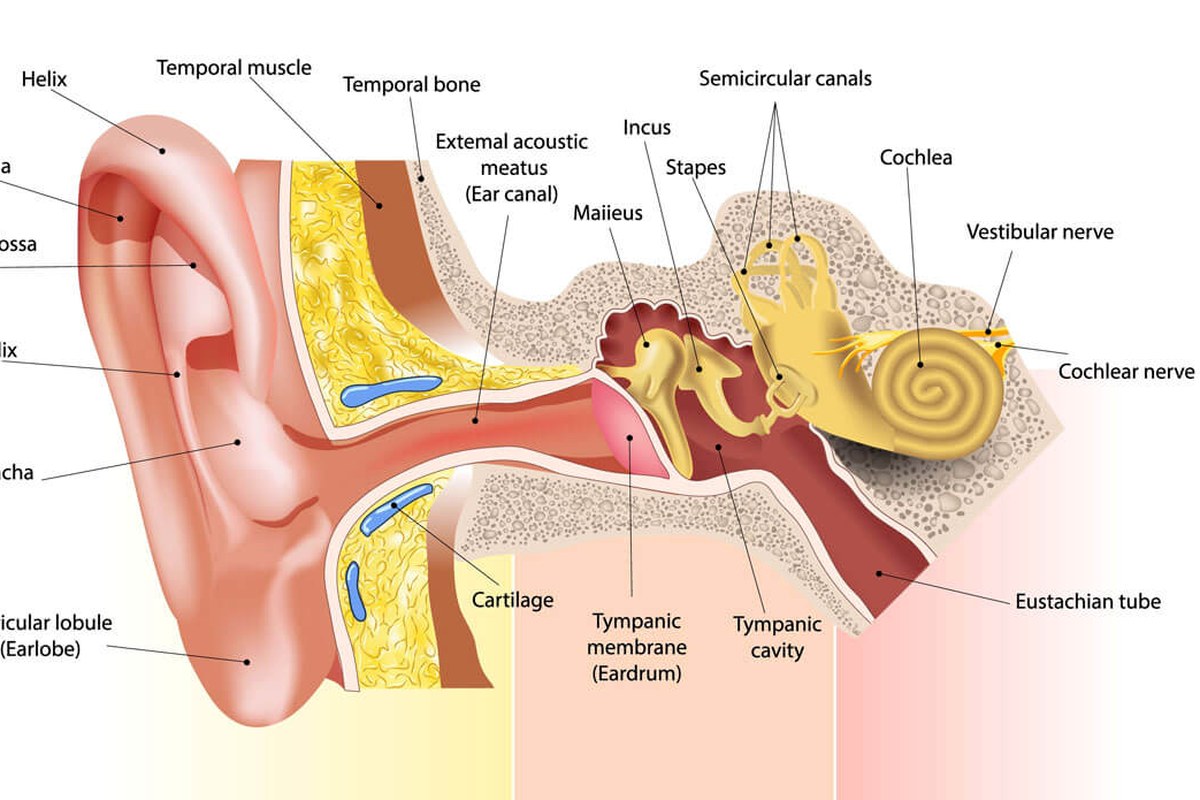 Ear health illustration for Tooth And Ear Pain
